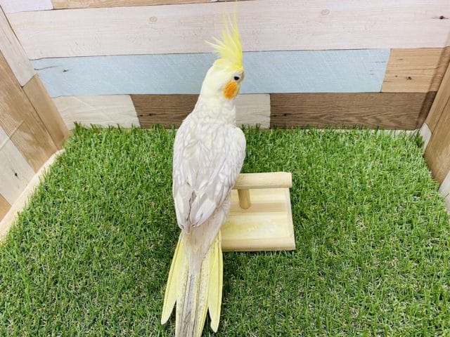 オカメインコ