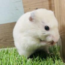 まるまる可愛いハムちゃん①！カラーハムスターのクリームカラー！