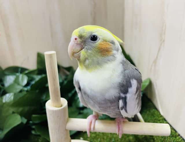 オカメインコ