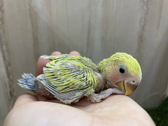 コザクラインコ（小桜インコ）