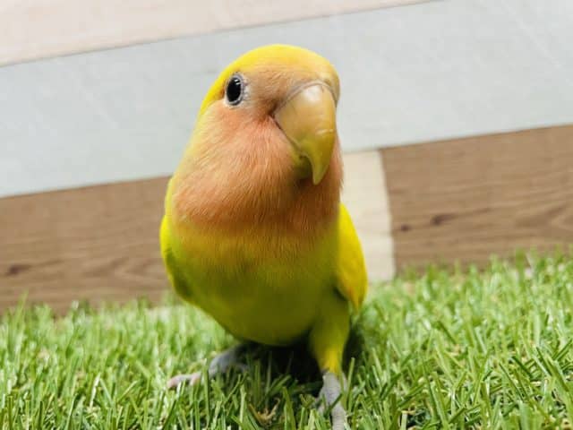 コザクラインコ（小桜インコ）