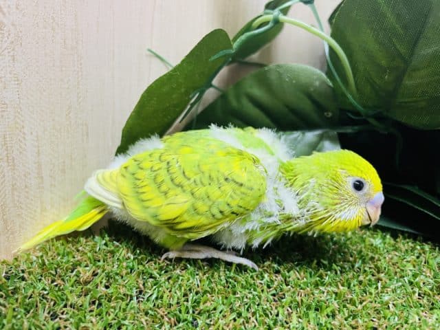 セキセイインコ