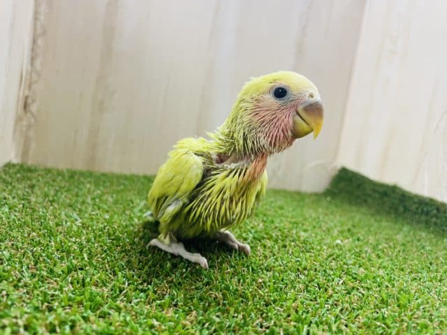 コザクラインコ（小桜インコ）