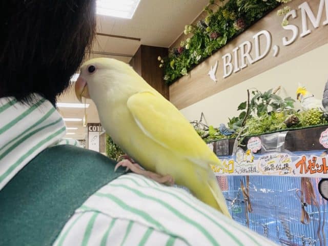 コザクラインコ（小桜インコ）