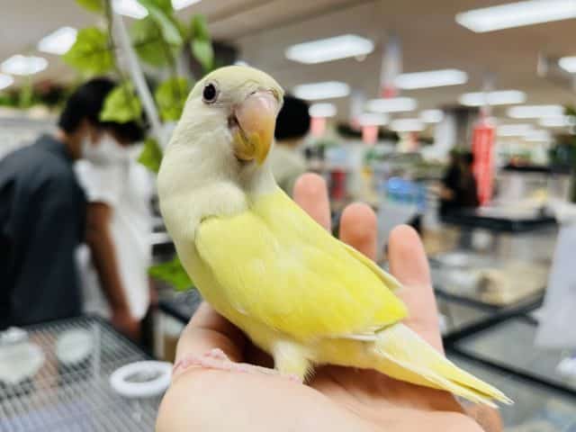 コザクラインコ（小桜インコ）