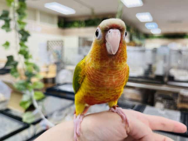 ホオミドリウロコインコ