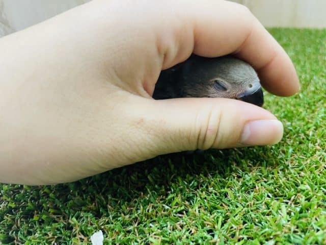 コザクラインコ（小桜インコ）