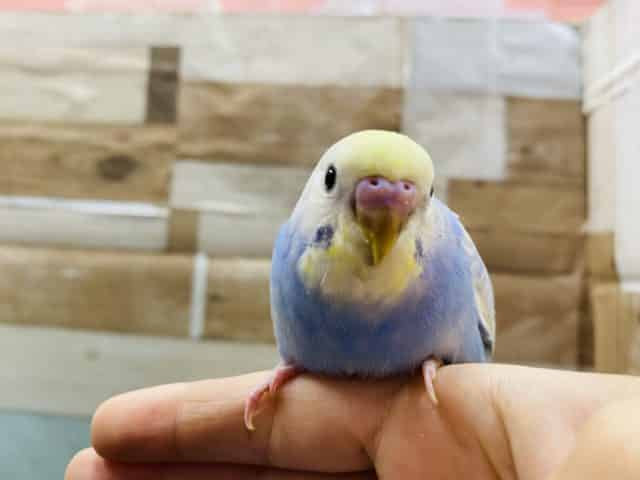 最新画像アリ！小さいうちからしっかり者！セキセイインコのパステルレインボーパイドカラー！