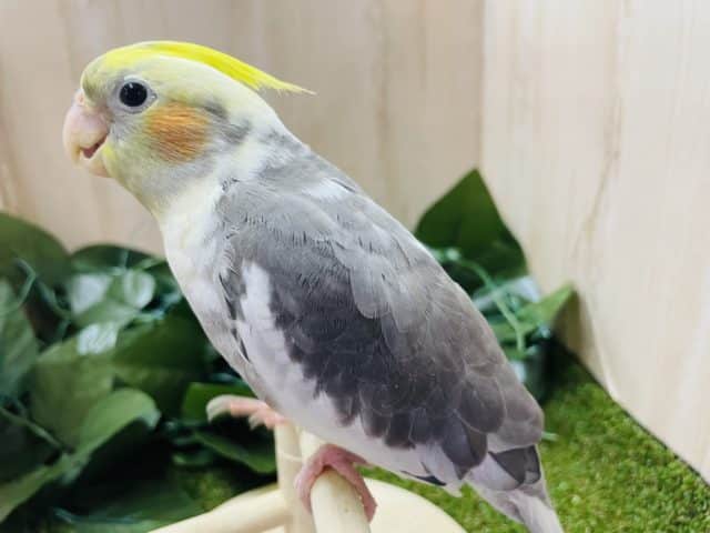 オカメインコ