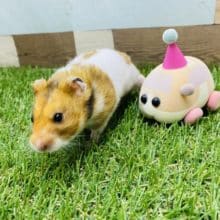 むちむちのベタ馴れハムスターくん♡