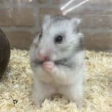 後メス1匹です‼️最新画像になりますよ！ぬくぬくした～い　カワイイハムさん4匹！　カラーハムスター　男の子