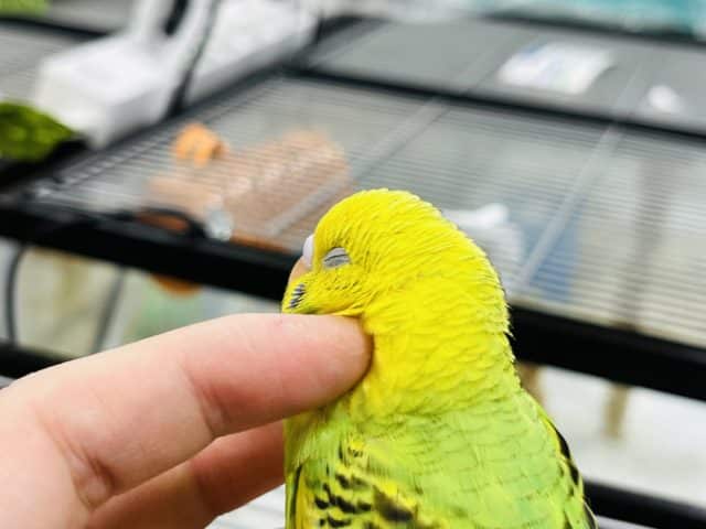 カキカキ大好き！セキセイインコ(パイド)