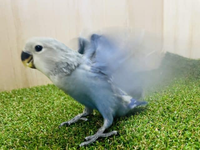 コザクラインコ（小桜インコ）