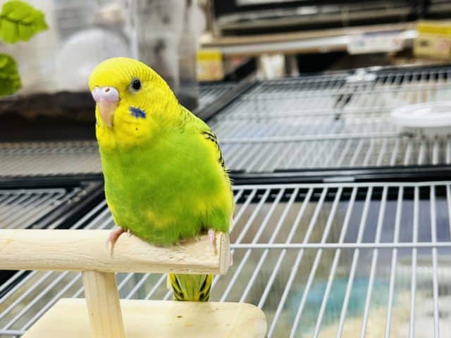 セキセイインコ