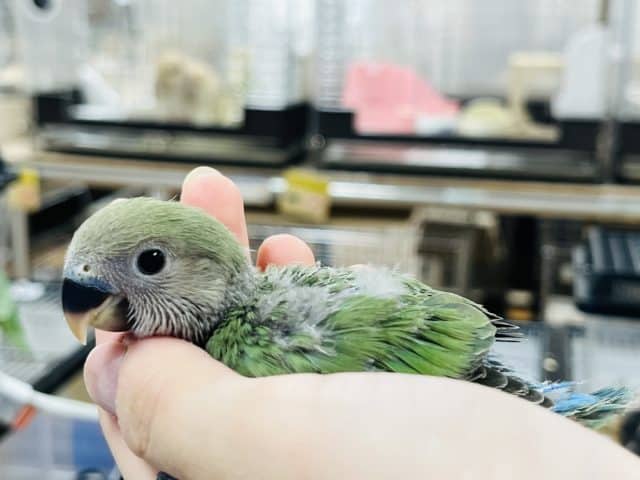 コザクラインコ（小桜インコ）