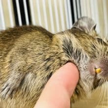 慎重派の美人さん♡デグー(ノーマル)女の子