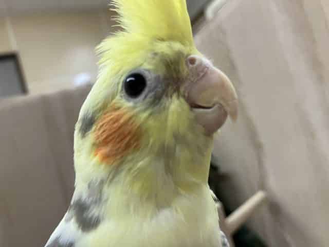 オカメインコ