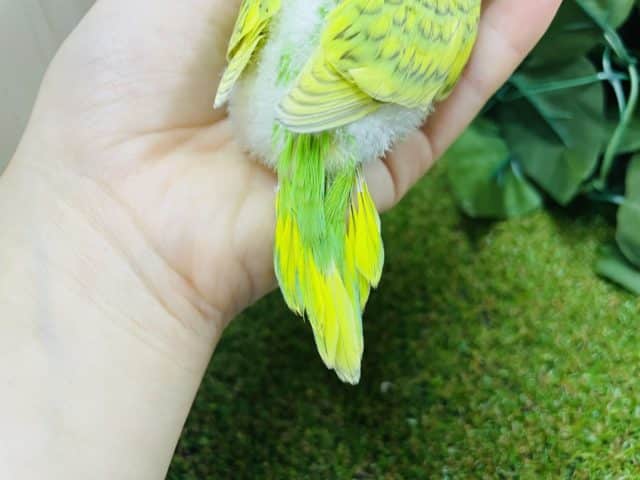 セキセイインコ