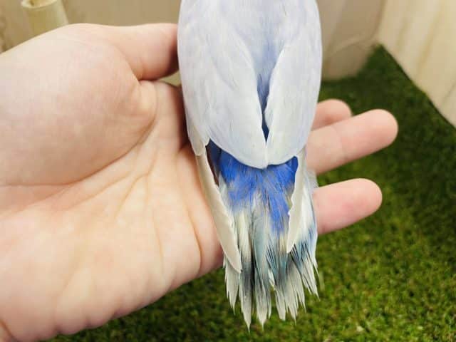 コザクラインコ（小桜インコ）