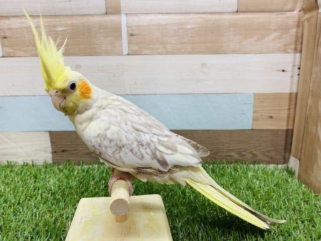 オカメインコ