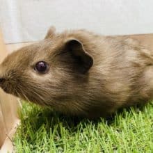 まだまだ小柄な赤目ちゃん♪イングリッシュモルモットのチョコレートカラー！！！