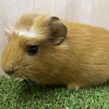 もるもるっとモルちゃんズ！1　モルモット　クレステッド　男の子