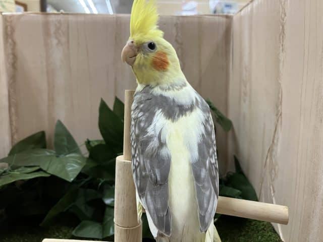 オカメインコ