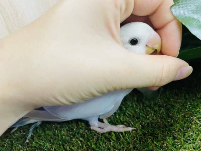 コザクラインコ（小桜インコ）