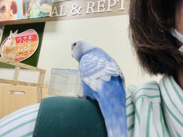 セキセイインコ