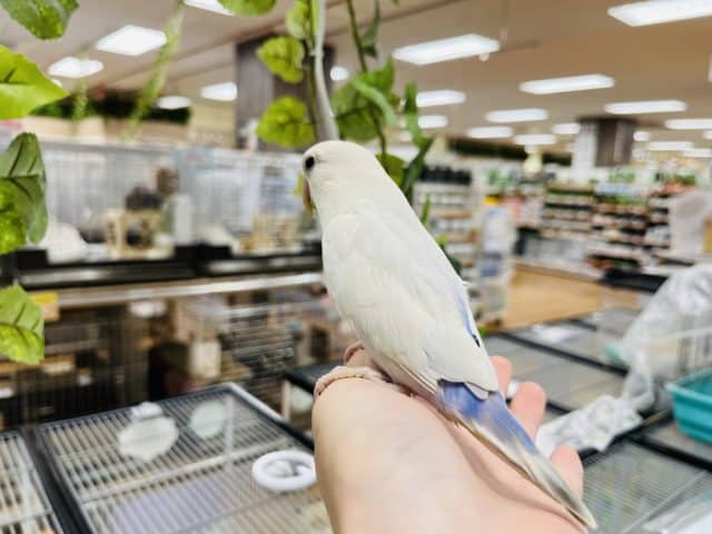 コザクラインコ（小桜インコ）