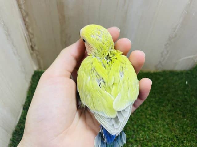 コザクラインコ（小桜インコ）