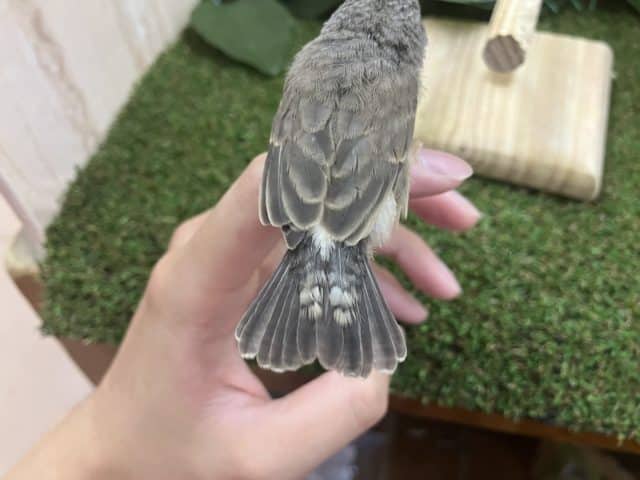 錦花鳥（キンカチョウ）