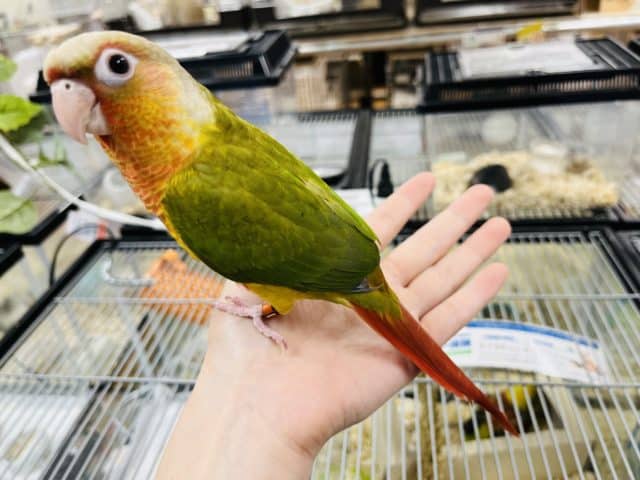 ホオミドリウロコインコ