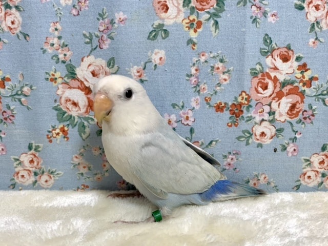 コザクラインコ（小桜インコ）