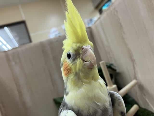 オカメインコ