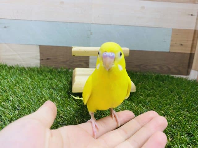 セキセイインコ