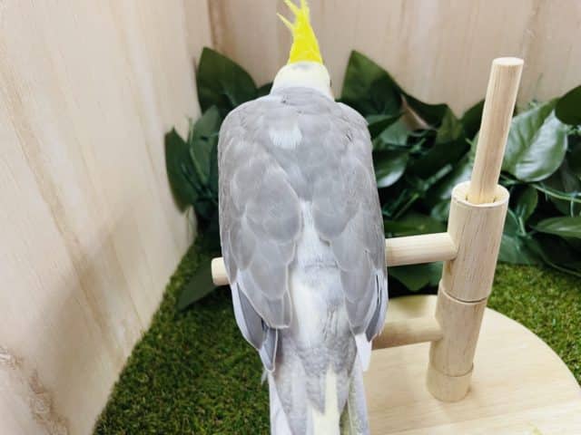 オカメインコ