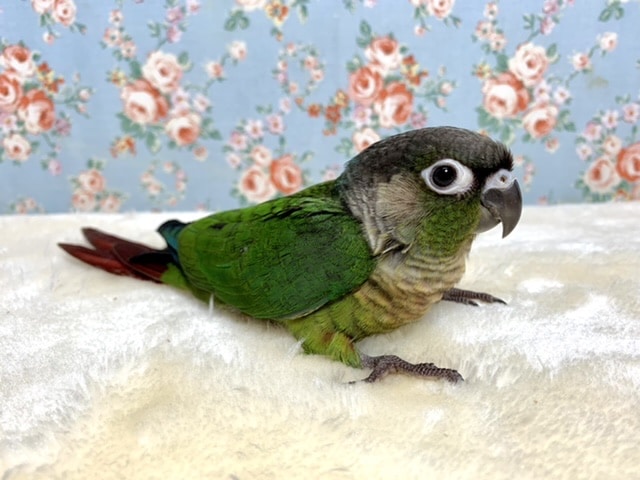 ウロコインコ ノーマルちゃん入舎です🐦