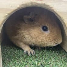 最新画像になりますよ！！ふわっとちりっと～！テディ×テッセル　モルモット　男の子