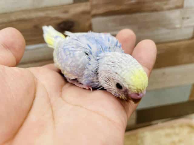 セキセイインコ