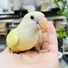 優しい色合いの甘えんぼ♪コザクラインコ(クリームルチノー)