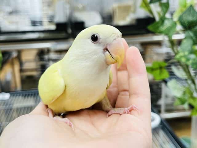 優しい色合いの甘えんぼ♪コザクラインコ(クリームルチノー)