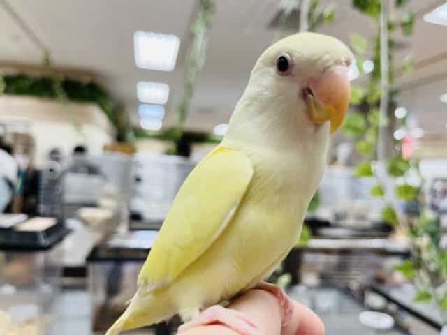 コザクラインコ（小桜インコ）