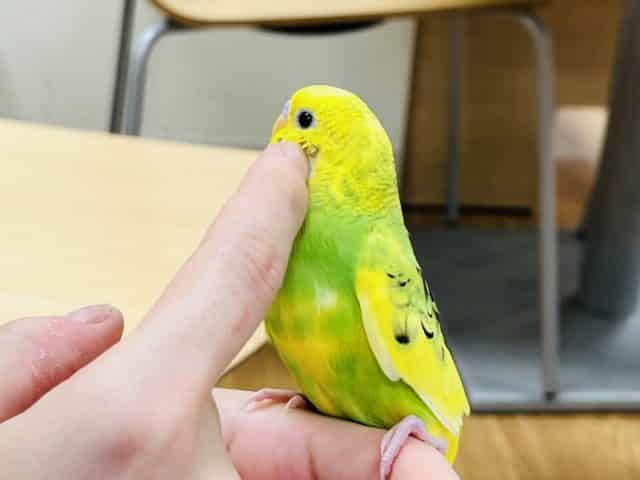 セキセイインコ