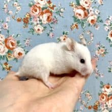 カラーハムスター  ホワイト系  女の子  8/21
