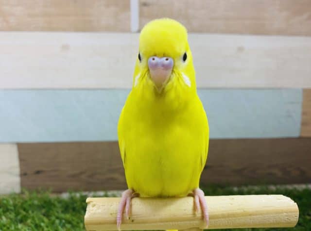 最新画像アリ♪ヒヨコじゃないよ！イエローカラーに黒目のセキセイインコ入舎しました〜