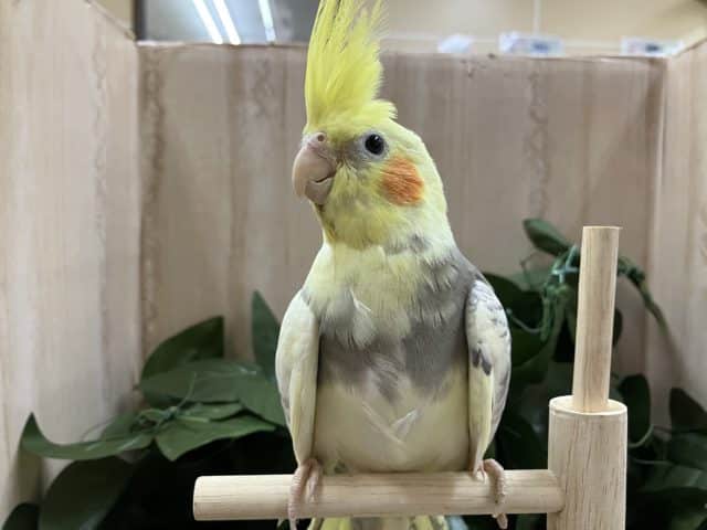 オカメインコ