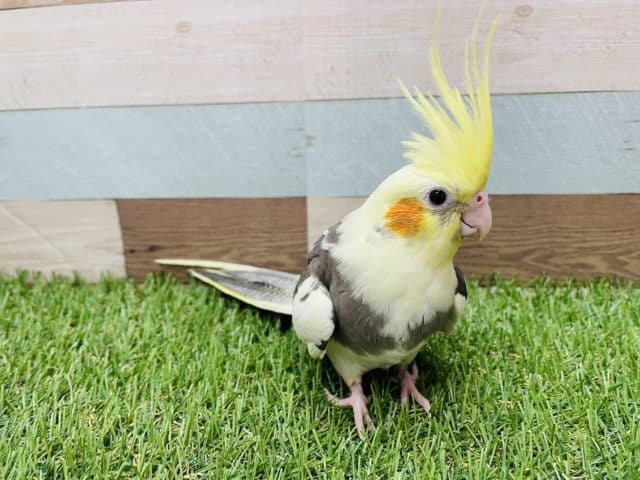 オカメインコ