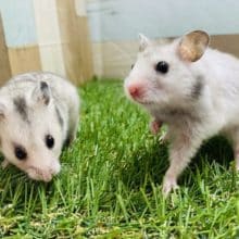 あと1匹！！食べて〜遊んで〜寝て〜自由さが可愛いハムスターさんです！