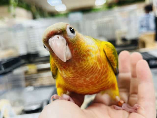 【最新画像更新☆☆】色鮮やか！！ウロコインコ(パイナップル)